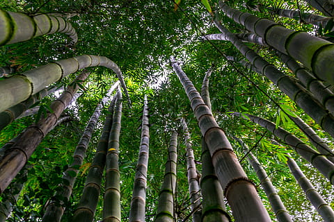 EcoVadis认证风险与绩效指数对信息技术领域要求