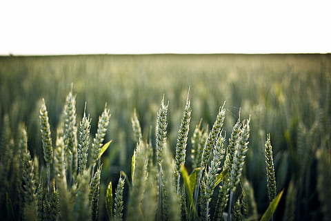 ecovadis社会评级对食品安全可持续采购计划关键措施