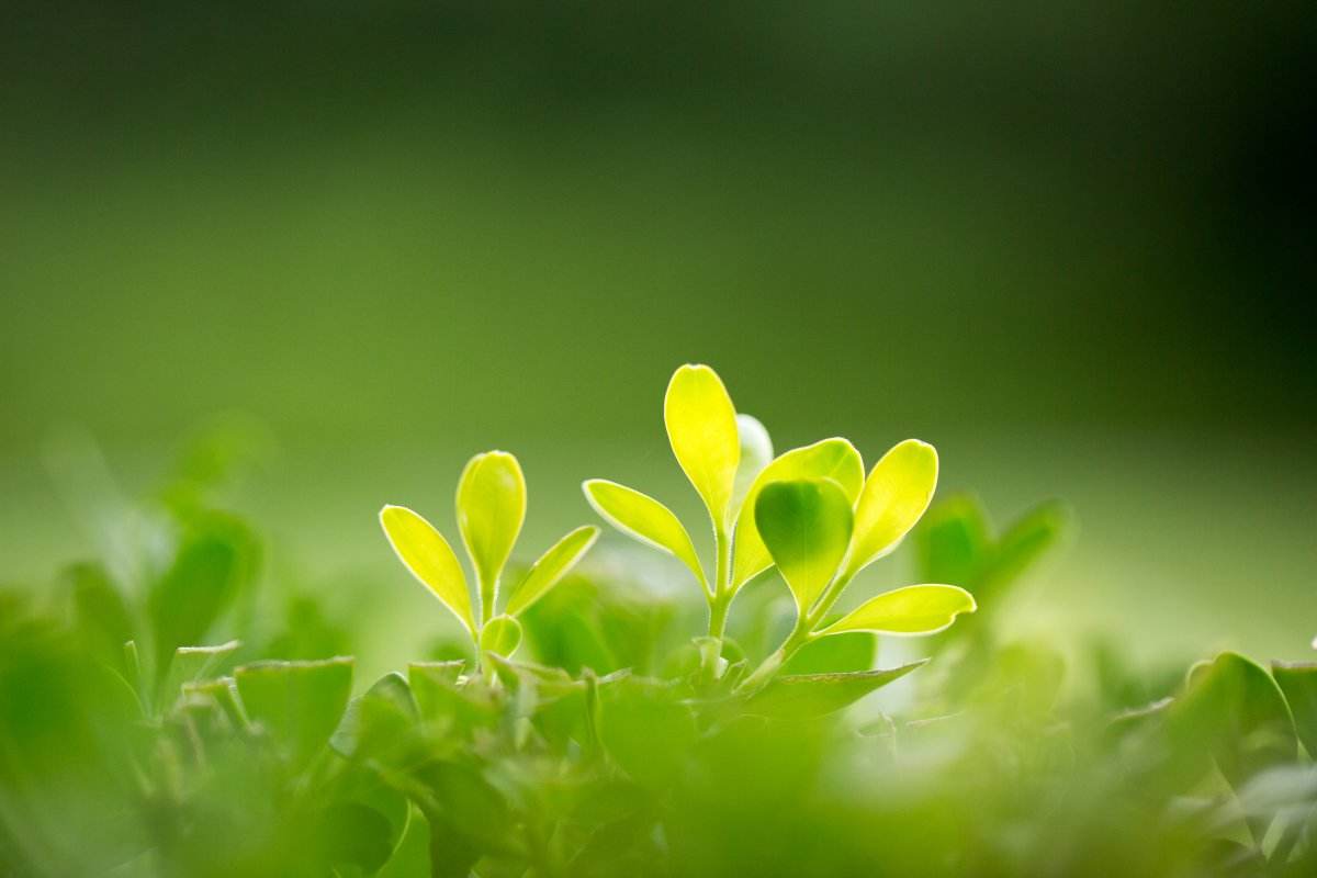 EcoVadis评估要多久 EcoVadis如何支持公司可持续发展项目