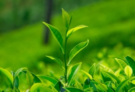 EcoVadis评级标准的更新 EcoVadis评分有效期到底有多久