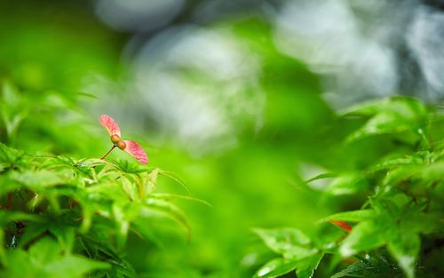 EcoVadis评分主要评估公司哪些方面的表现