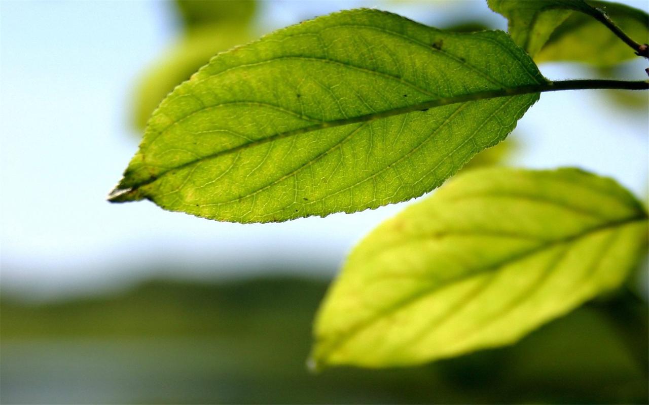 如何填报EcoVadis 参与Ecovadis评估的优势